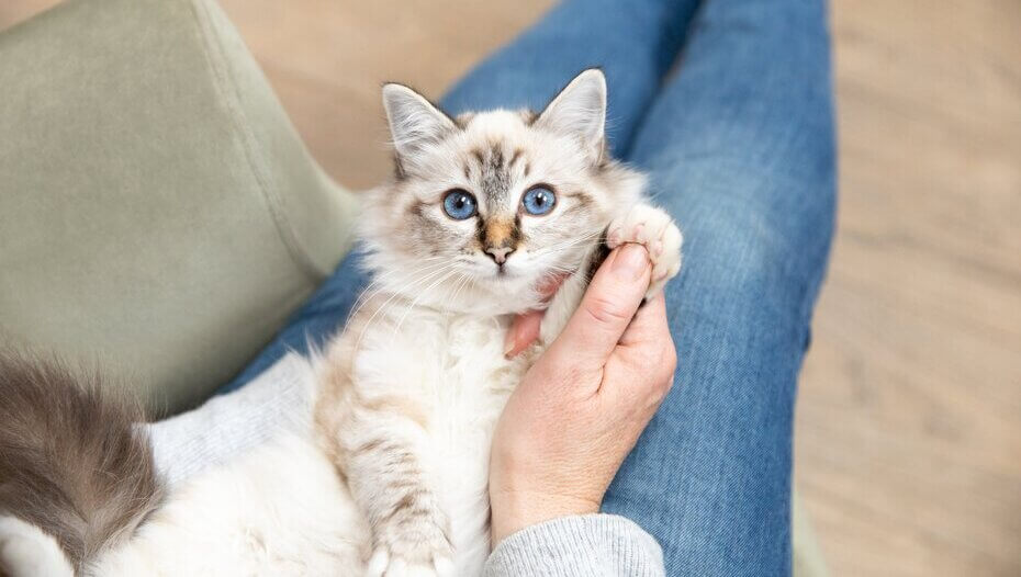 Buying a Kitten Checklist What to Expect Purina